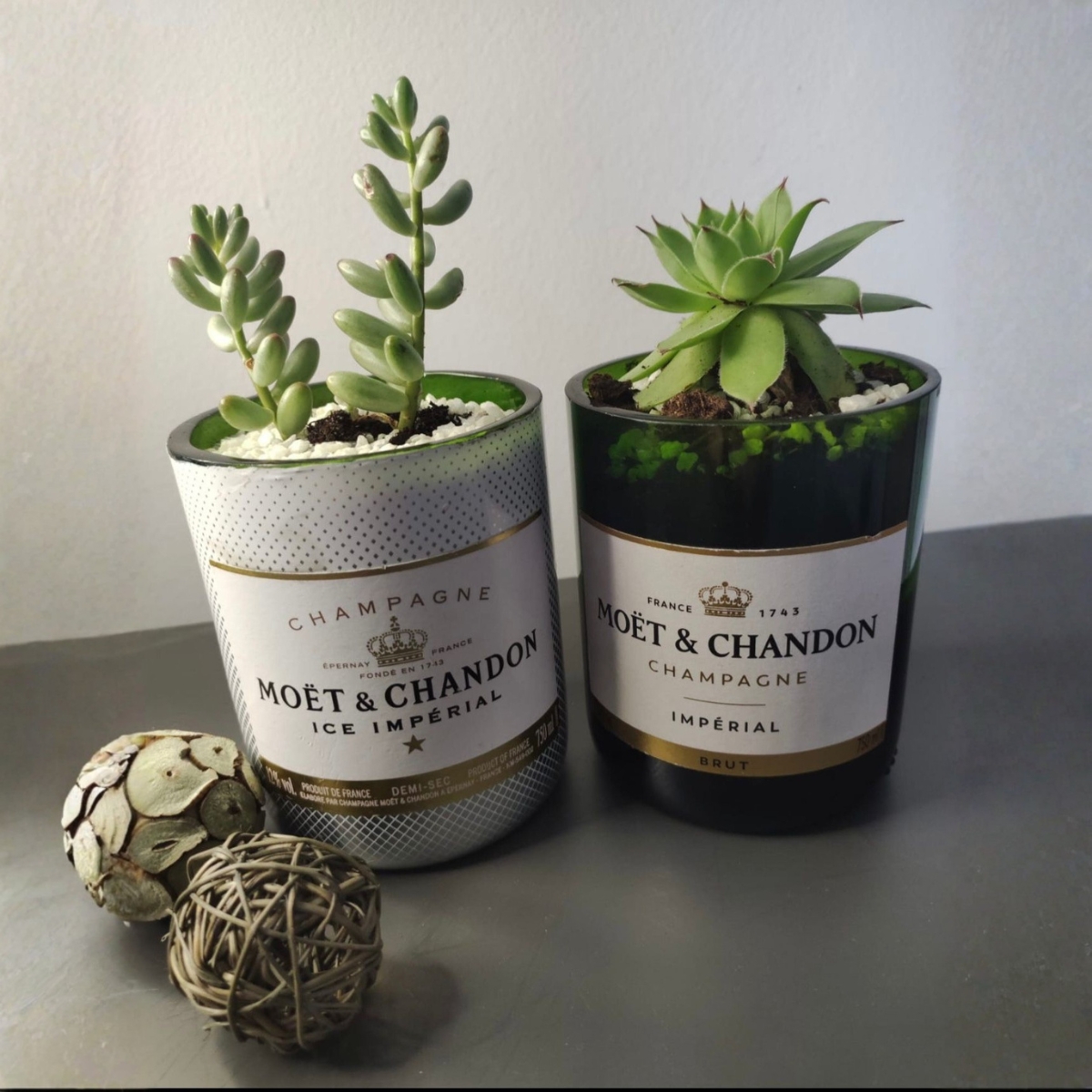 4 Exklusive Pflanzgefäße aus Moët & Chandon Champagnerflaschen – Bild 1